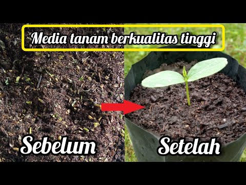 Ide usaha pertanian!! Proses Membuat media tanam paling subur dengan pengujian langsung pada tanaman