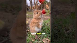 Did you ever wonder why rabbits do this? 😦 | #facts #animals #rabbit