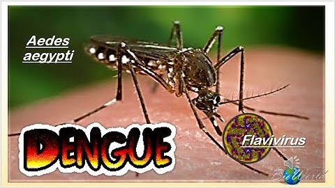 13.2 (b) Dengue transmission