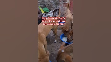 Help donate via PayPal link in my bio so that i can be able to buy enough dog food🙏#animals #dogs