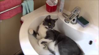 Hisy, Monstre Attack