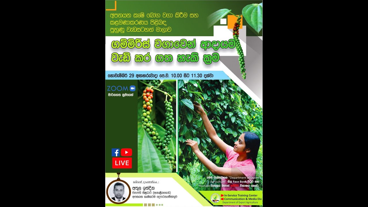 ගම්මිරිස් වගාවෙන් ආදායම වැඩිකරගත හැකි ක්‍රම