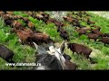 Гиссарские овцы хозяйства Нурзада, Южный Казахстан , май 2020