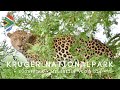 Die Safari unseres Lebens im Kruger Nationalpark • Südafrika • Weltreise Vlog 024