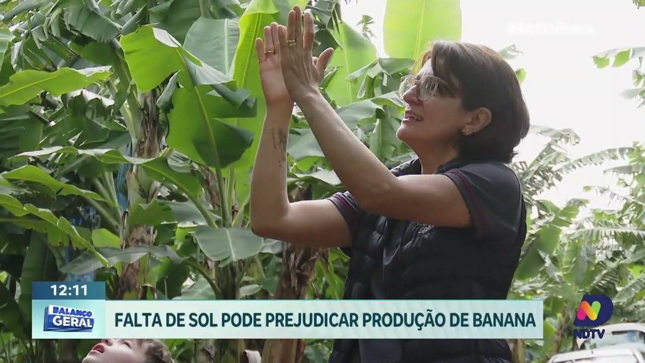 Bananicultura em Criciúma enfrenta desafios com o clima e a produção
