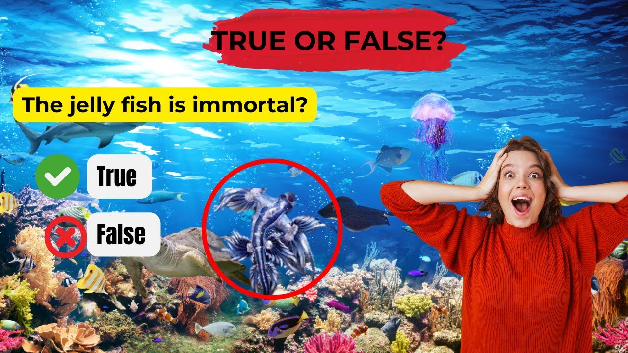 Sea animals that you don't know: Immortal Jelly fish,sea Unicorn, sea cucumber,sea pig ,much more!