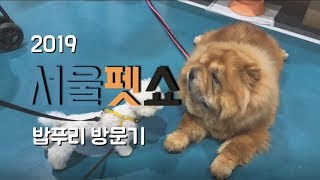 [Seoul Pet Show 2019]  서울 펫쇼 후기 in SETEC (세텍) | 애견박람회 처음 가 본 댕댕이 반응 | 댕댕이 애교 | 말티푸