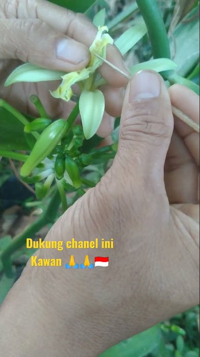 Cara termudah kawinkan vanili #vanila #vanili