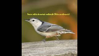Burung Eropa Masteran Suara Whitebreasted Nuthatchsitta Carolinensis bangbegbeg599