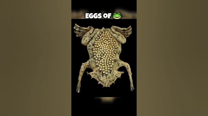 Animals that have most Unique eggs #animals #animalsfacts #factsvideo thumbnail