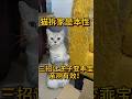 猫咪🐱拆家是本性！三招让逆子秒变乖宝宝，亲测有效✔️ #新手养猫 #科学养猫 #养猫经验分享 #猫咪的迷惑行为 #pets #萌寵 #猫咪 #养猫人 #萌宠 #养猫知识