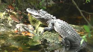 Cute! Juvenile alligator is hanging on to this rock for dear life in The Villages, Florida