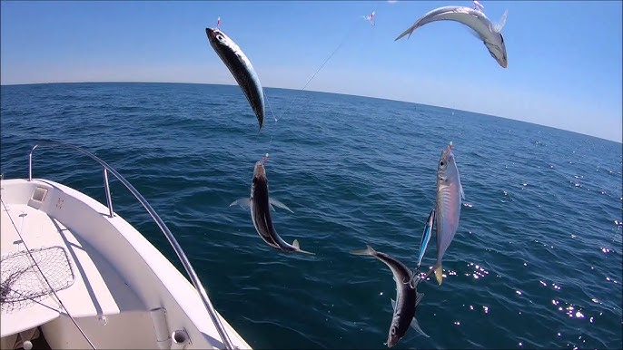 Douarnenez Un plein de maquereaux - Capitaine Jack - BREIZH PÊCHE - YouTube