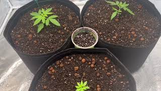ORGANIC CANNABIS GROW / SHROOM GROW UPDATE