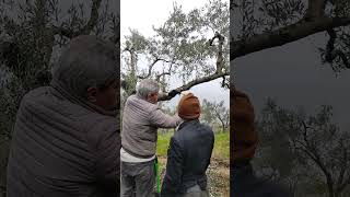 zeytinde obur dallar bazı durumlarda kesilmez