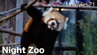 Red Panda 