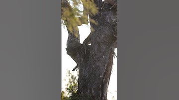 Female Leopard comes to the rescue as cub drops dinner from tree | Monwana Game Lodge |  #wildlife