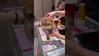 Her Owner Prepared a Surprise… Momo’s Reaction Was Too Cute 🥹