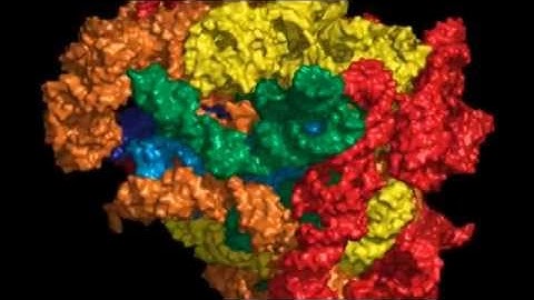 The Origins and Evolution of the Ribosome