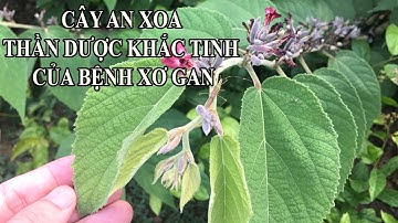 Cơ Sở Cung Cấp Cây An Xoa - An Xoa Thần Dược Khắc Tinh Của Bệnh Xơ Gan
