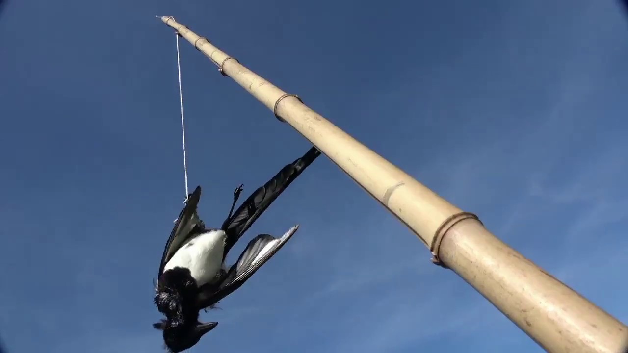 Le Bal Des Queues De Pie Bande Annonce