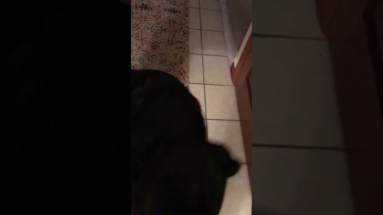 Scaredy Cat Dog humor or humour