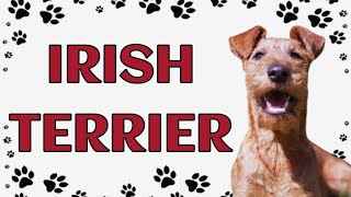 Irish Terrier: A Comprehensive Guide to the Spirited Breed