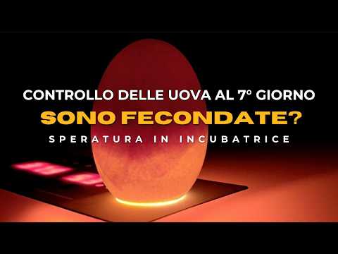 Controllo delle uova al settimo giorno