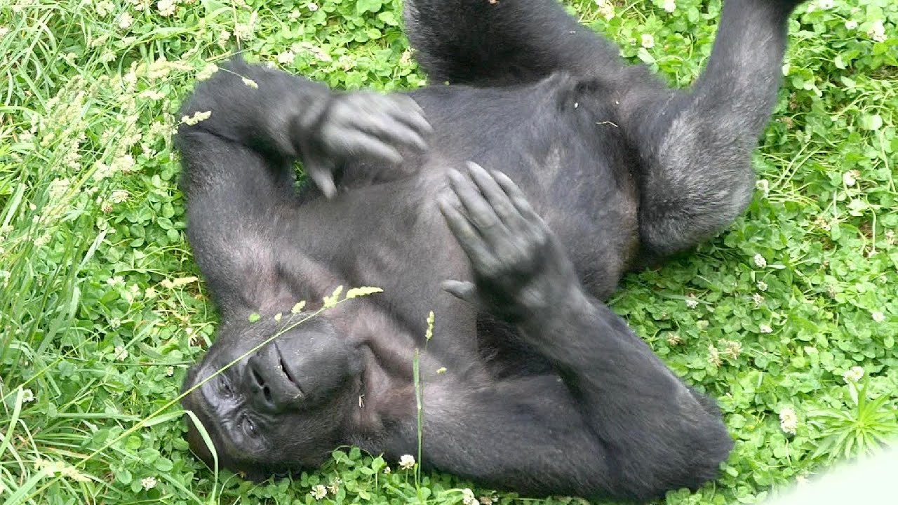 Hungry And Frustrated Gorillas | The Shabani Family | Higashiyama