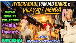 Hyderabadi,Panjab& Vilayati Menda Beautiful Goats In Kalyan