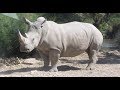 KENYAN WHITE RHINOS: Meet 