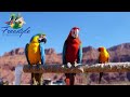 Freeflight Trained Parrots