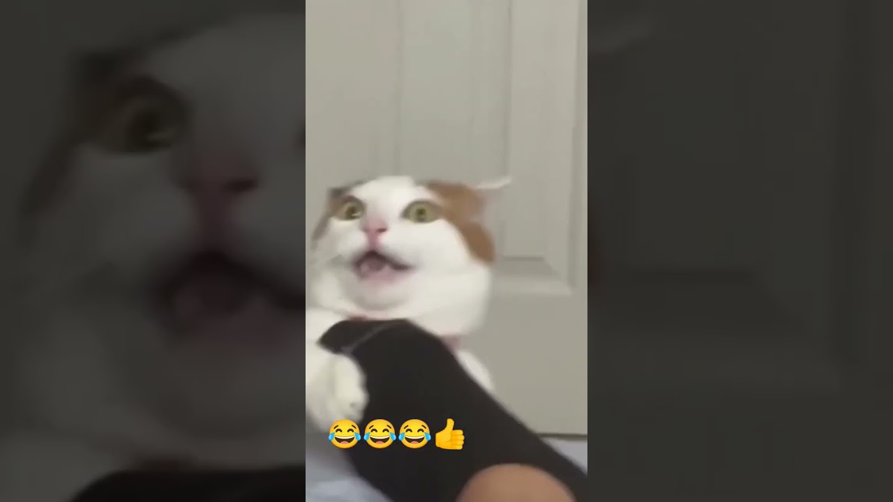 🙀 Пора менять носки 