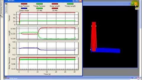 AnimatLab Stretch Reflex Tutorial