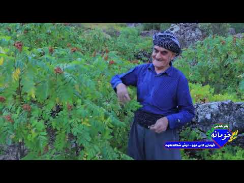 بەرنامەی بەرهەمی خۆمانە گوندی کانی تو ترش شکاندنەوە