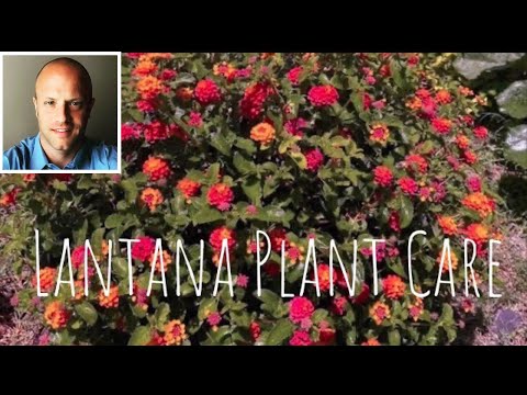 Video: Lantana overwinteren: leer over winterverzorging voor Lantanas