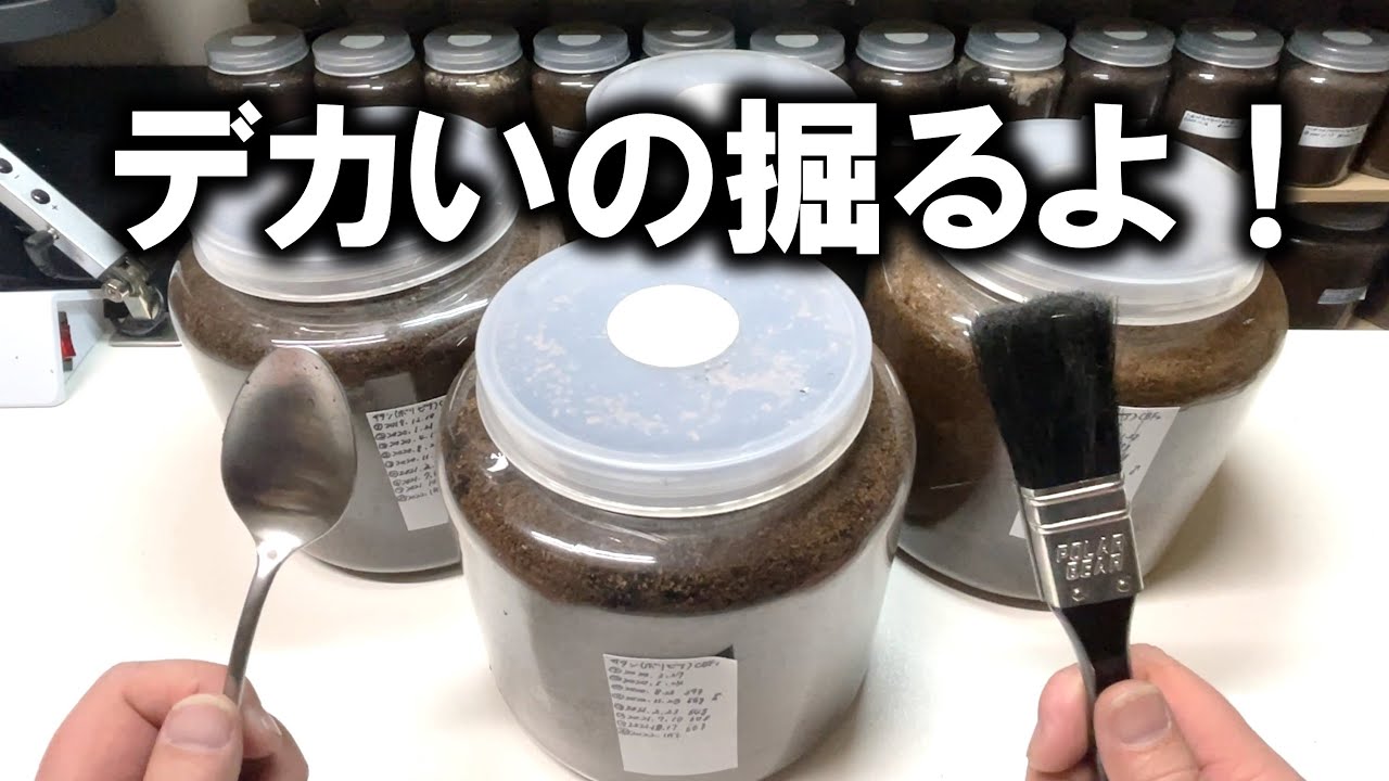 感激！やっと羽化した！でかいカブトムシを掘っていくよ！