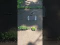 The future of projector screen ambient light rejection technology  [ ILEG ]