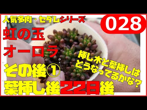 Succulent plant, Sedum] Rainbow ball and Aurora after 22 days 028