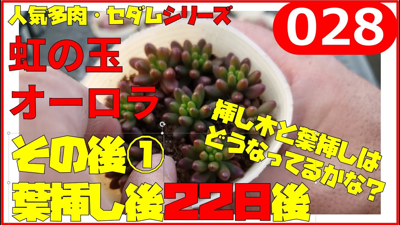 多肉植物 セダム 虹の玉とオーロラのその後 22日後 028 Youtube