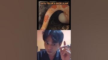 Semua telur ular emang begini? #shorts