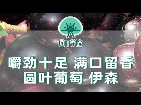 嚼劲十足 满口留香 圆叶葡萄伊森