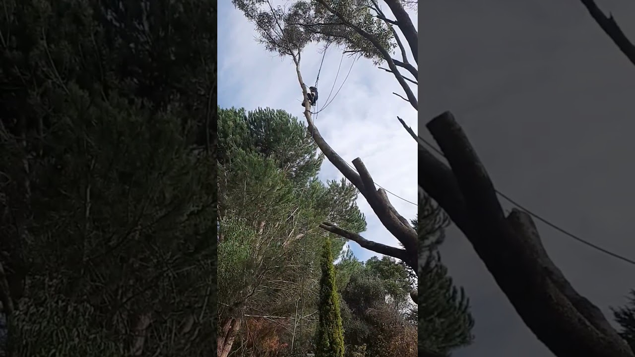 Tree Removal in Hazelvale W.A.