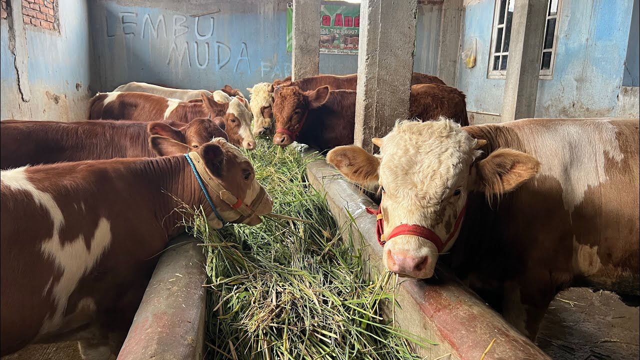 Ready kembali..‼️ bibit sapi super berkualitas & ada yang calon 1 ton ...