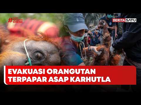 Terpapar Asap Karhutla, Orangutan 70 Kg Dievakuasi #BeritasatuSiang