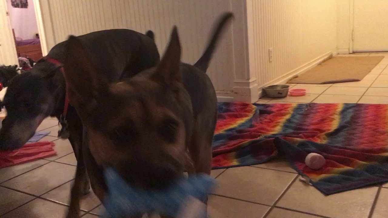 Dog loves his squeaky toy! YouTube