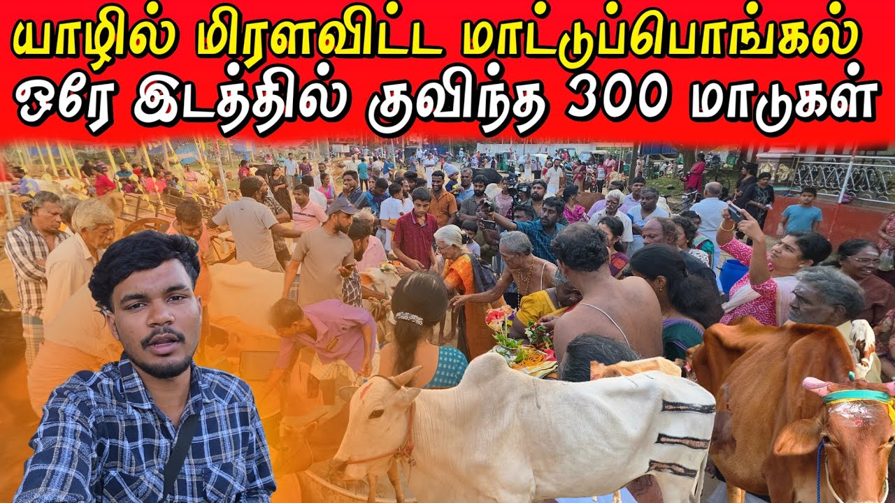 யாழில் பிரம்மாண்டமாக கொண்டாடப்பட்ட மாட்டுப்பொங்கல் 