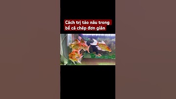 Xử lý tảo nâu trong bể cá chép chưa bao giờ đơn giản đến thế. #nuoicacanhdongian #cacanh