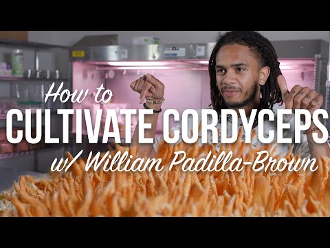 Video: 3 enkle måter å dyrke cordyceps på