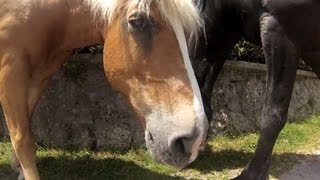 Funny horse tries to eat GoPro Hero !! Lovely Austria